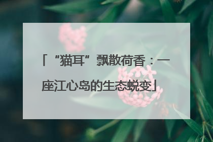 “猫耳”飘散荷香：一座江心岛的生态蜕变