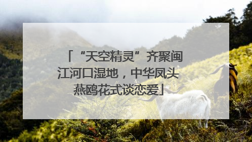 “天空精灵”齐聚闽江河口湿地，中华凤头燕鸥花式谈恋爱