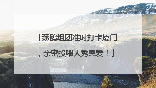 燕鸥组团准时打卡厦门，亲密投喂大秀恩爱！