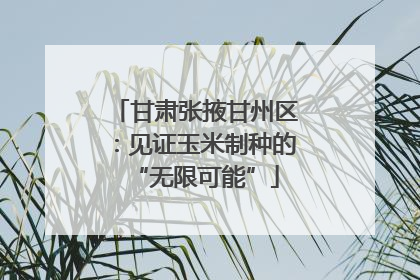 甘肃张掖甘州区：见证玉米制种的“无限可能”