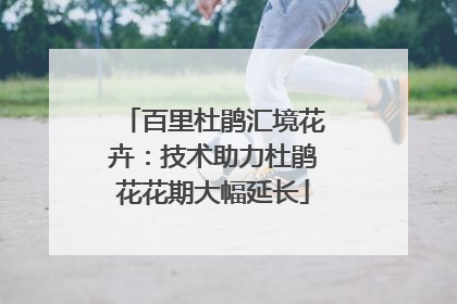 百里杜鹃汇境花卉：技术助力杜鹃花花期大幅延长