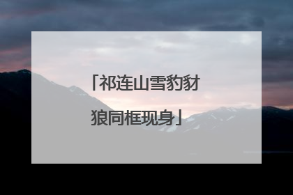 祁连山雪豹豺狼同框现身