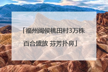 福州闽侯桃田村3万株百合盛放 芬芳扑鼻