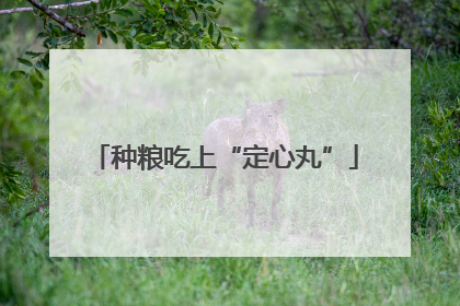 种粮吃上“定心丸”