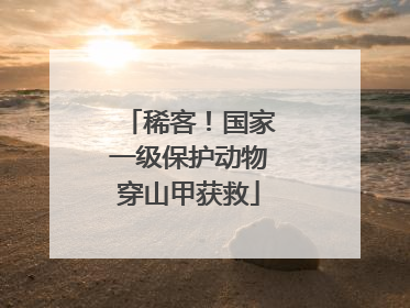稀客！国家一级保护动物穿山甲获救