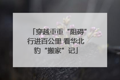 穿越重重“阻碍”行进百公里 看华北豹“搬家”记