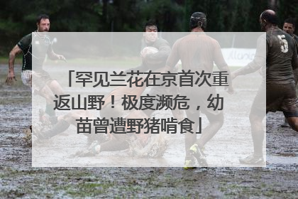 罕见兰花在京首次重返山野！极度濒危，幼苗曾遭野猪啃食