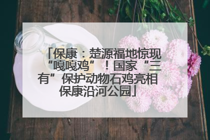 保康：楚源福地惊现“嘎嘎鸡”！国家“三有”保护动物石鸡亮相保康沿河公园
