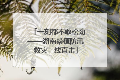 一刻都不敢松劲——湖南桑植防汛救灾一线直击