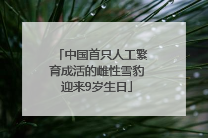 中国首只人工繁育成活的雌性雪豹迎来9岁生日