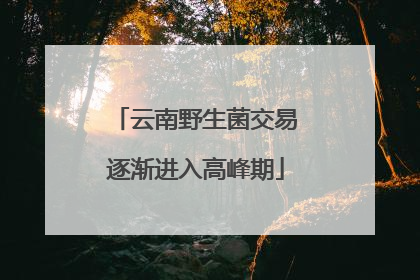 云南野生菌交易逐渐进入高峰期