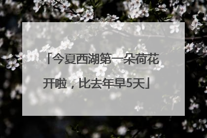 今夏西湖第一朵荷花开啦，比去年早5天
