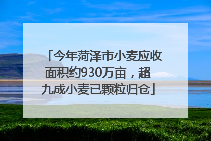 今年菏泽市小麦应收面积约930万亩，超九成小麦已颗粒归仓
