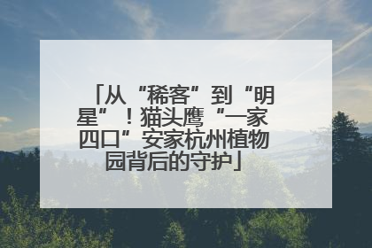 从“稀客”到“明星”！猫头鹰“一家四口”安家杭州植物园背后的守护