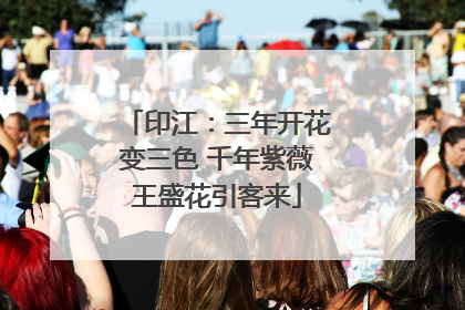 印江：三年开花变三色 千年紫薇王盛花引客来