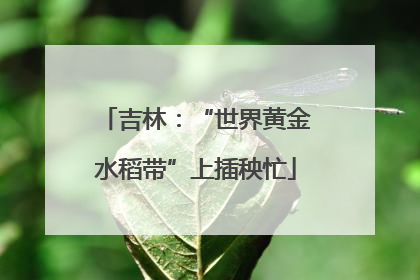 吉林：“世界黄金水稻带”上插秧忙