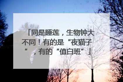 同是睡莲，生物钟大不同！有的是“夜猫子”，有的“值白班”