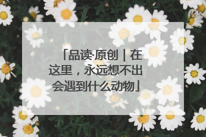 品读·原创｜在这里，永远想不出会遇到什么动物
