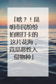 啥？！昆明市民纷纷拍照打卡的这片花海，竟是恶性入侵物种