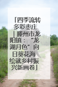 四季流转 多彩枣庄｜滕州市龙阳镇：“龙湖月色”向日葵花海 绘就乡村振兴新画卷
