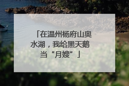 在温州杨府山奥水湖，我给黑天鹅当“月嫂”