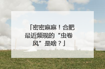 密密麻麻！合肥最近频现的“虫卷风”是啥？