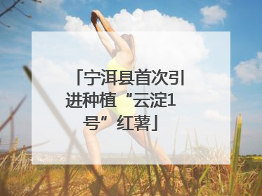 宁洱县首次引进种植“云淀1号”红薯