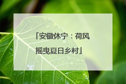 安徽休宁：荷风摇曳夏日乡村