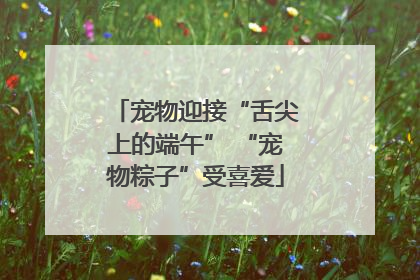 宠物迎接“舌尖上的端午” “宠物粽子”受喜爱