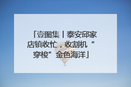 壹图集丨泰安邱家店镇收忙，收割机“穿梭”金色海洋