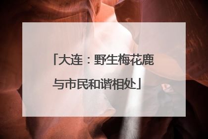大连：野生梅花鹿与市民和谐相处