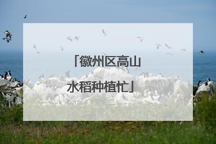 徽州区高山水稻种植忙
