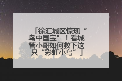 徐汇城区惊现“鸟中国宝”！看城管小哥如何救下这只“彩虹小鸟”