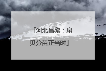 河北昌黎：扇贝分苗正当时