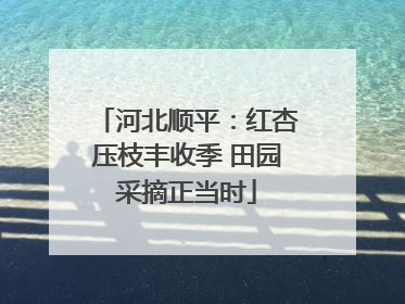 河北顺平：红杏压枝丰收季 田园采摘正当时