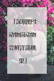 深圳野生动物园动物尝鲜洋蒲桃果