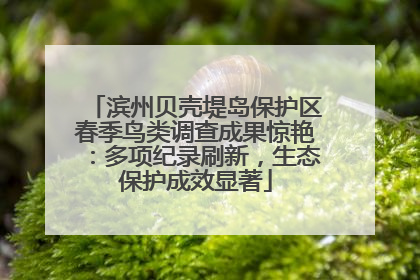滨州贝壳堤岛保护区春季鸟类调查成果惊艳：多项纪录刷新，生态保护成效显著
