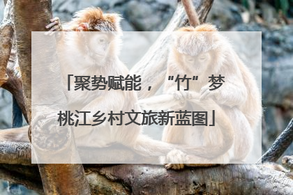 聚势赋能，“竹”梦桃江乡村文旅新蓝图
