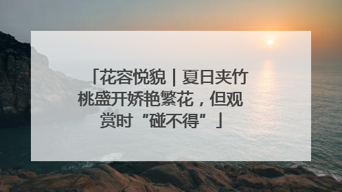 花容悦貌｜夏日夹竹桃盛开娇艳繁花，但观赏时“碰不得”