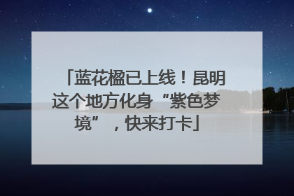 蓝花楹已上线！昆明这个地方化身“紫色梦境”，快来打卡