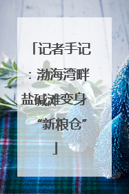 记者手记：渤海湾畔盐碱滩变身“新粮仓”