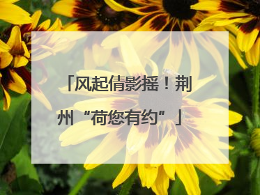 风起倩影摇！荆州“荷您有约”