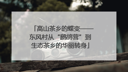 高山茶乡的蝶变——东风村从“鹧鸪营”到生态茶乡的华丽转身
