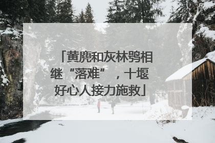 黄麂和灰林鸮相继“落难”，十堰好心人接力施救