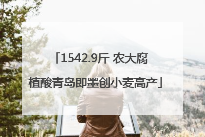 1542.9斤 农大腐植酸青岛即墨创小麦高产